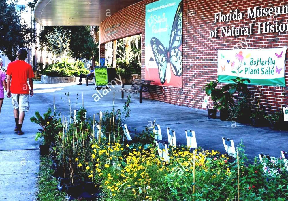 The florida museum of natural history houses more than 40 million specimens and cultural artifacts, including one of the world’s largest collections of butterflies and moths. Florida Museum Of Natural History Natural History Museum Gainesville Fl
