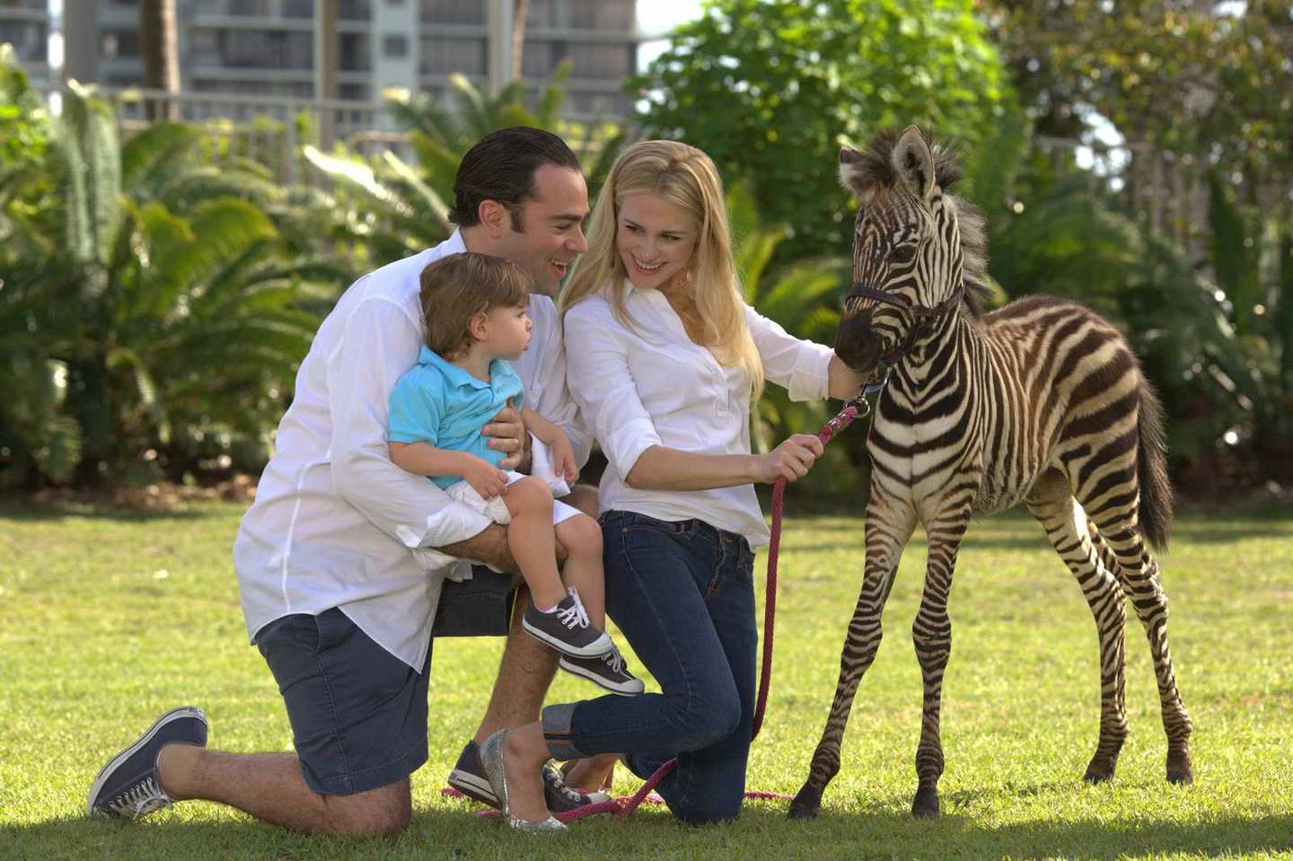 It was originally parrot jungle and moved from the village of pinecrest to its present location on watson island in the city of miami and renamed as parrot jungle island. Jungle Island en Miami 2021 Todos los tips!