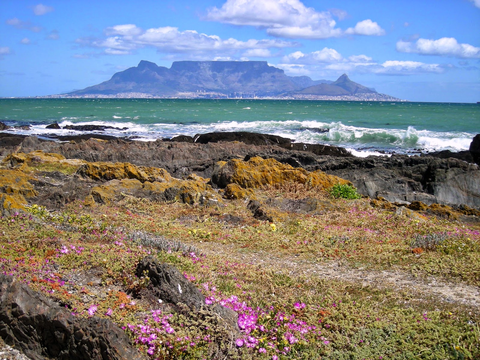 This is one of the most diverse. Official Blog South Africa Table Mountain National
